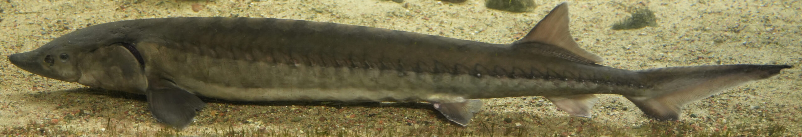 Der gemeine Stör (Acipenser sturio)