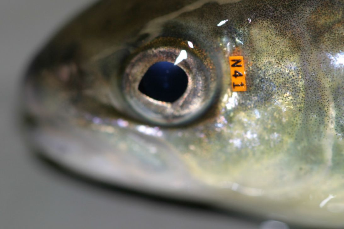 Markierten Fisch melden